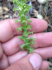 Platanthera michaelii