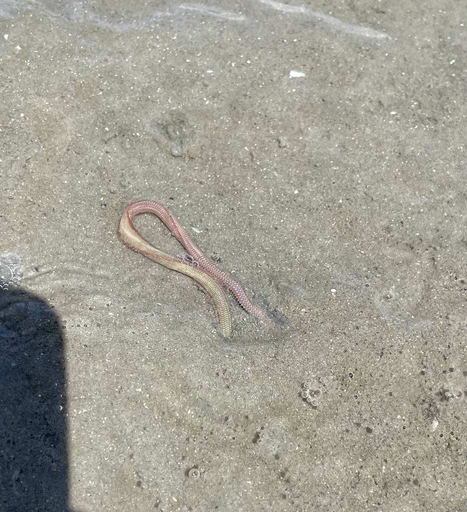 Clam Worm from North Atlantic Ocean, NC, US on August 28, 2023 at 01:36 ...