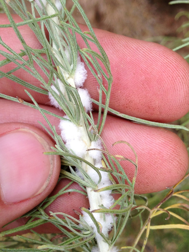 Sagebrush Woolly Stem Gall Midge