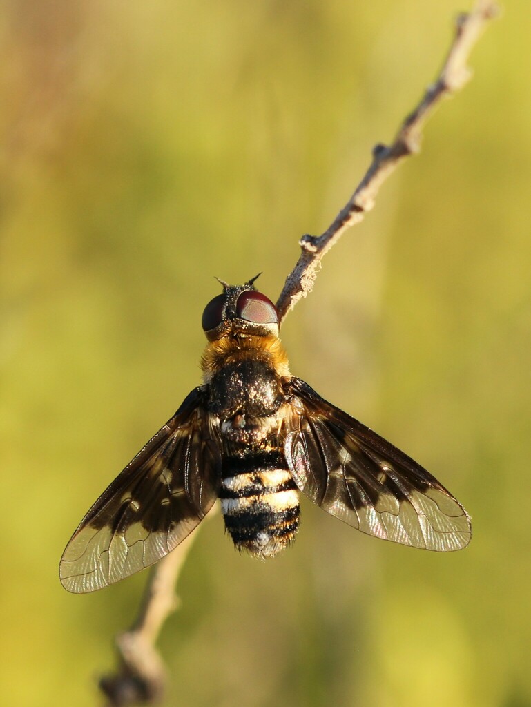 Thyridanthrax loustaui