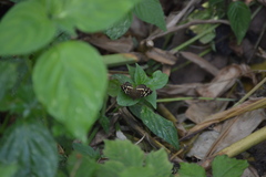 Anthanassa drusilla lelex