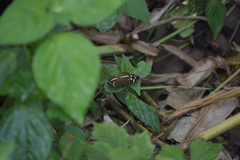 Anthanassa drusilla lelex