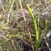 Lachenalia dehoopensis - Photo (c) Paul Coulthard, some rights reserved (CC BY-NC), uploaded by Paul Coulthard