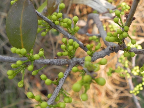 Chrysophyllum marginatum (Chrysophyllum marginatum)