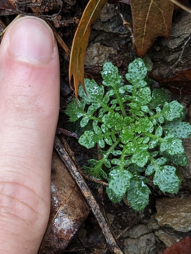Lyrate rockcress (Arabis lyrata)