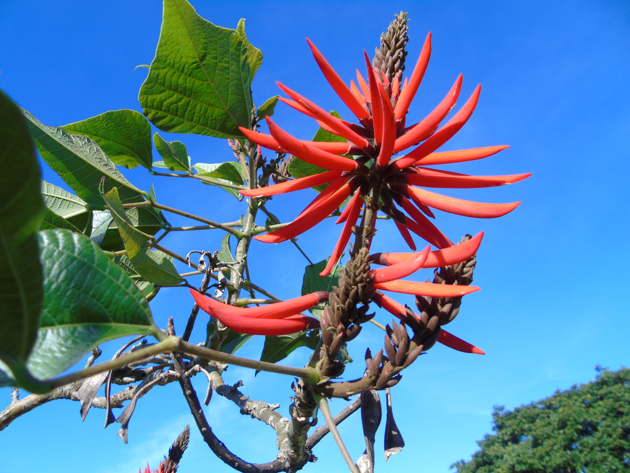 Erythrina speciosa