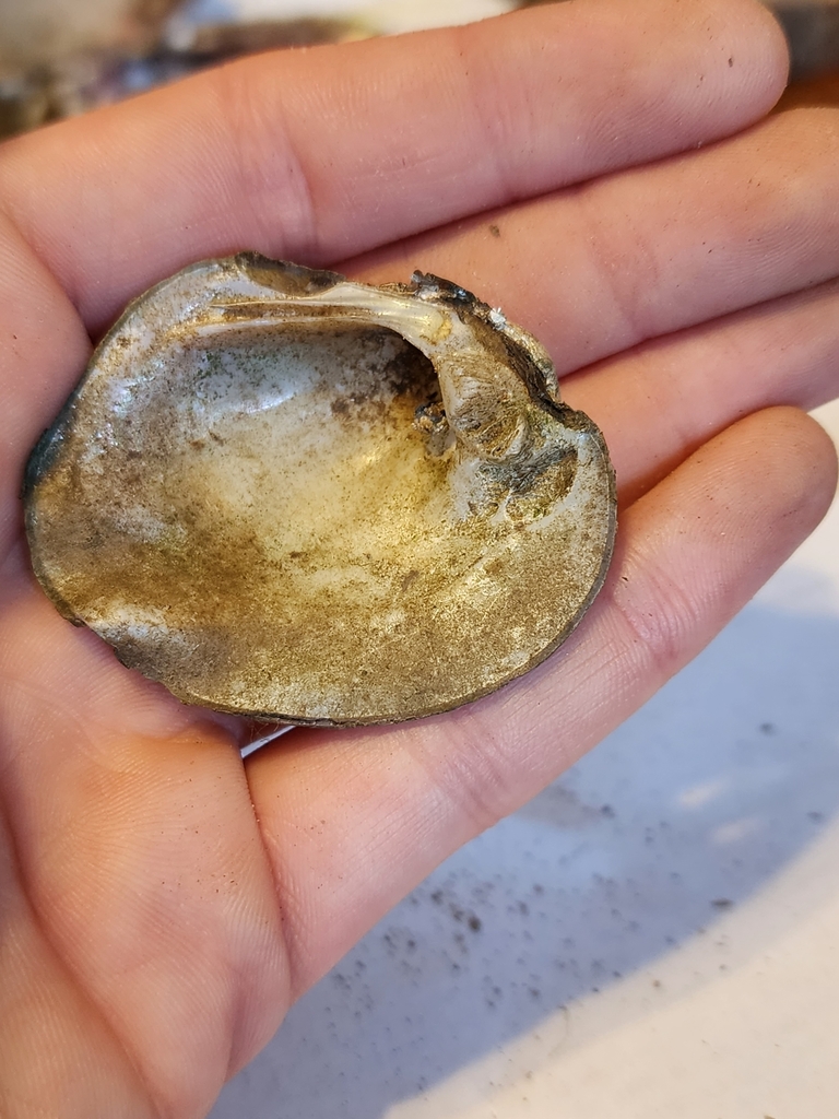 Three-ridge Mussel from Henley, MO 65040, USA on September 10, 2023 at ...