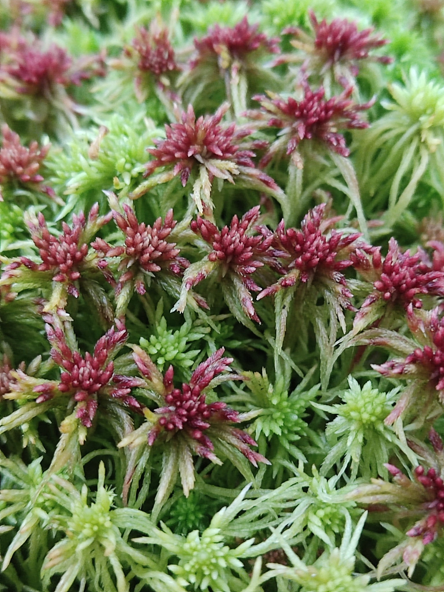 Sphagnum russowii