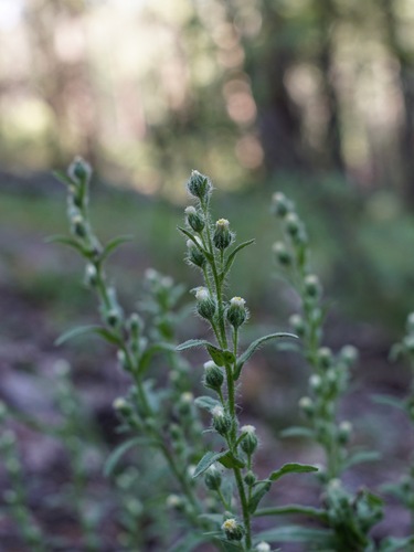 Image of Laennecia schiedeana by (c) Andrew Tree, some rights reserved (CC BY)