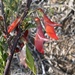 Lessertia frutescens speciosa - Photo 由 Dave U 所上傳的 (c) Dave U，保留部份權利CC BY