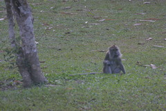 Macaca fascicularis