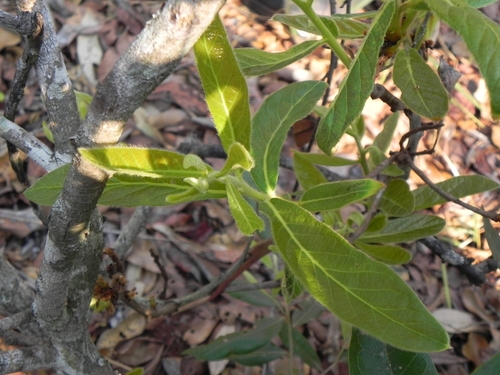 Image of Campomanesia pubescens by (c) Thomaz Ricardo Favreto Sinani, some rights reserved (CC BY)