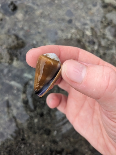 Conus frigidus observed 2023-08-31