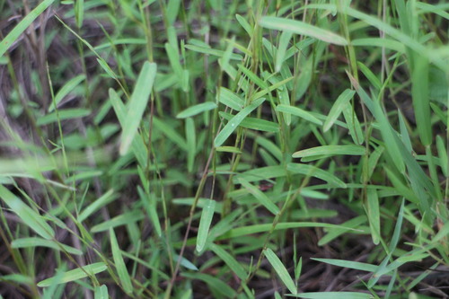 Schizachyrium brevifolium iNat (2)