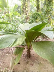 Marojejya darianii
