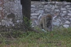 Macaca fascicularis