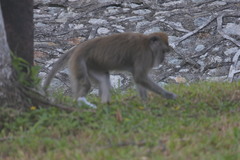 Macaca fascicularis