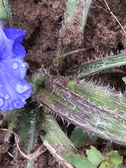 Tradescantia subacaulis