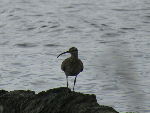 Whimbrel (Numenius phaeopus)