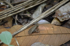 Rhinella hoogmoedi