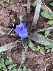 Tradescantia subacaulis