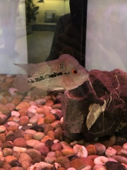 Amphilophus labiatus × cichlasoma trimaculatum