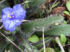 Tradescantia subacaulis