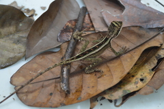 Enyalius catenatus