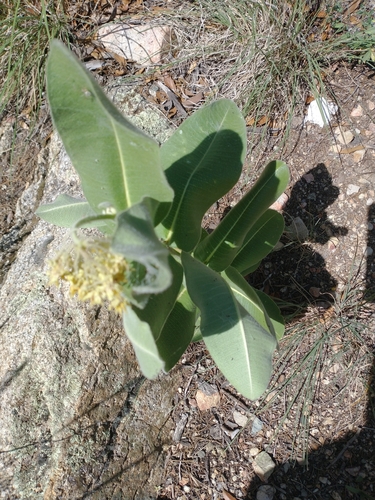 Image of Lemmon's Milkweed (Asclepias lemmonii) by no rights reserved
