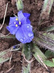 Tradescantia subacaulis