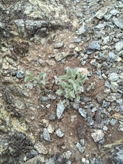 Hesperevax sparsiflora
