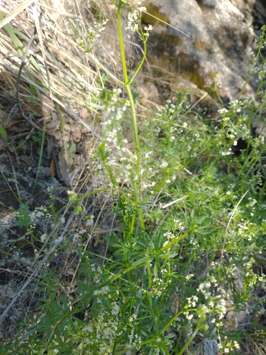 Image of Galium mexicanum by no rights reserved