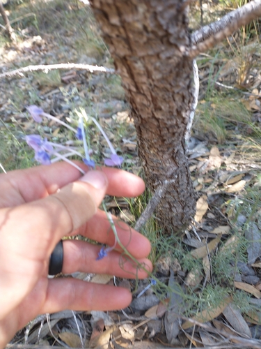 Image of Ipomopsis thurberi by no rights reserved