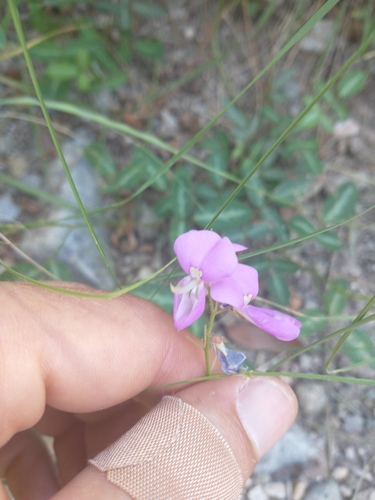 Image of Desmodium batocaulon by no rights reserved