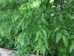 Salix cardiophylla