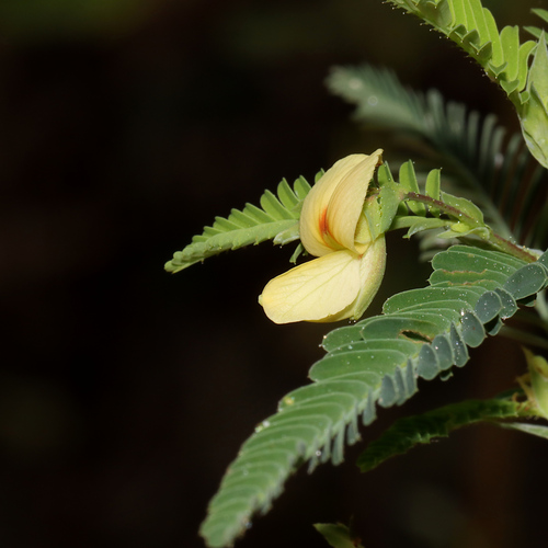 Image of Aeschynomene indica by (c) Gordon C. Snelling, some rights reserved (CC BY)