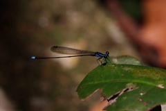 Prodasineura laidlawii