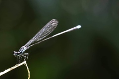 Prodasineura laidlawii