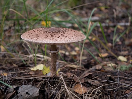 Macrolepiota procera — (c) Evgenii Iaitskii, some rights reserved (CC BY)