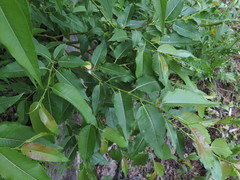 Salix cardiophylla