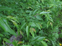 Salix cardiophylla