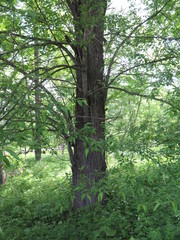 Salix cardiophylla