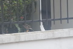 Acridotheres tristis