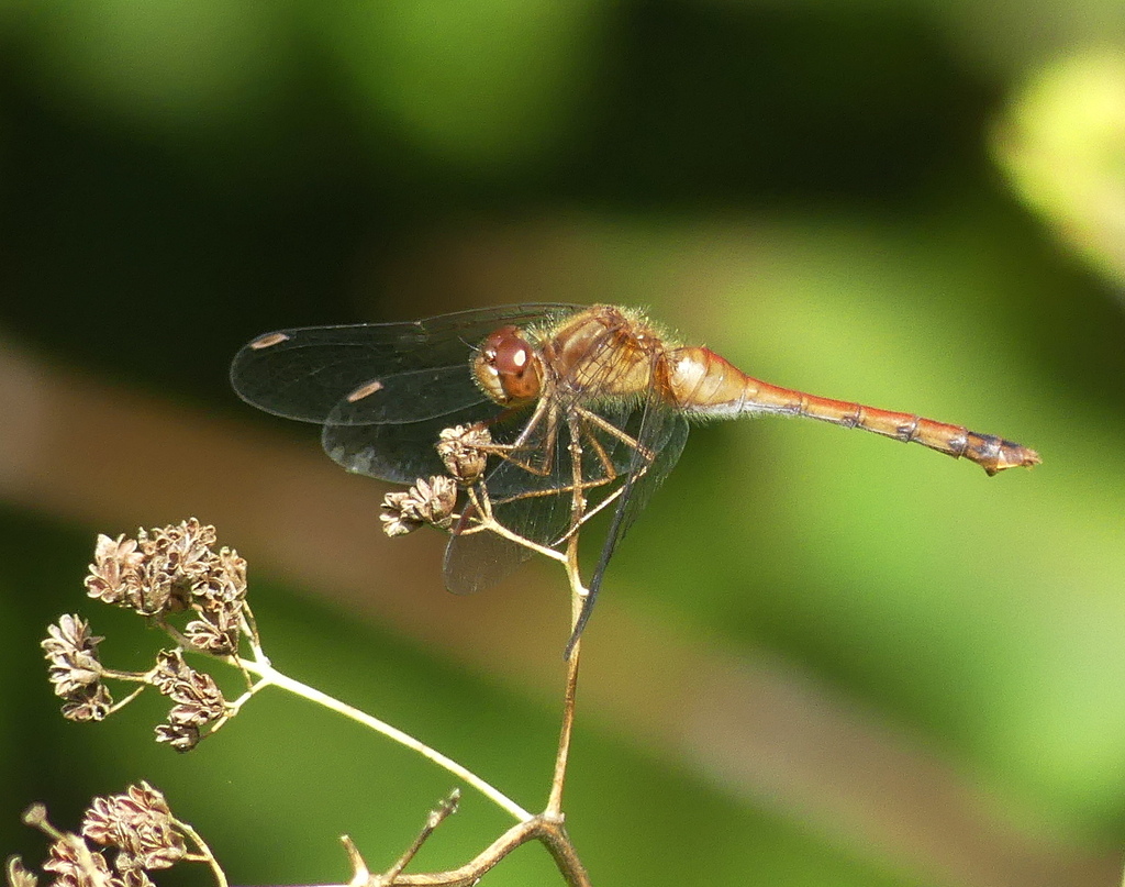 Autumn Meadowhawk from Armdale, Halifax, NS, Canada on September 4 ...