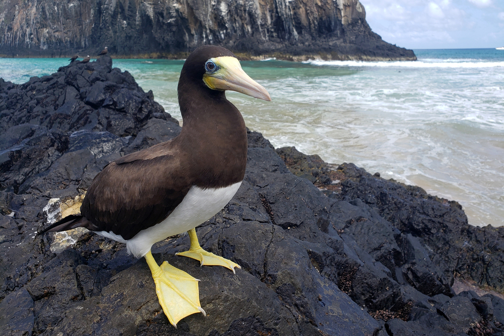 Brown booby standing on black volcanic rock beside the sea at Fernando de Noronha