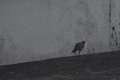 Acridotheres tristis