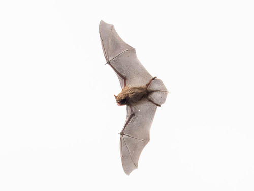 Daubenton's bat