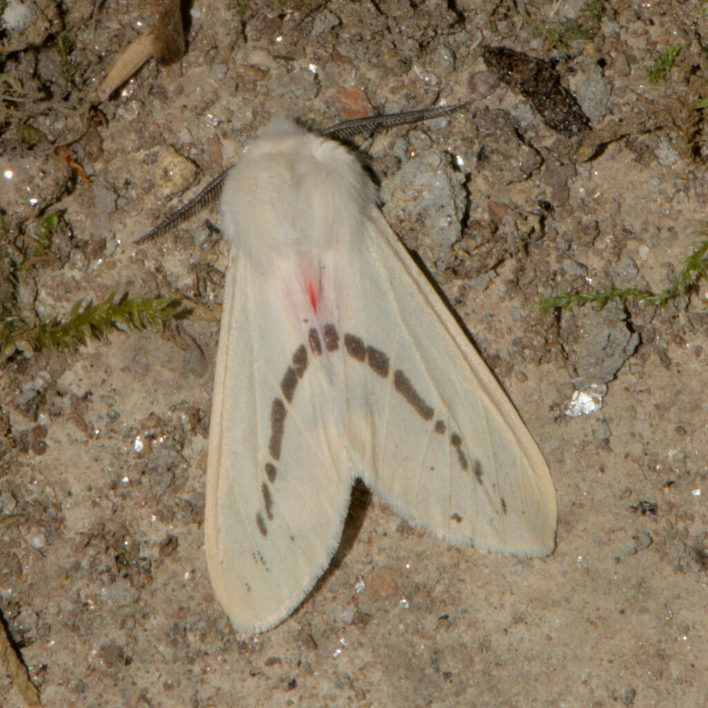 Lemyra punctilinea