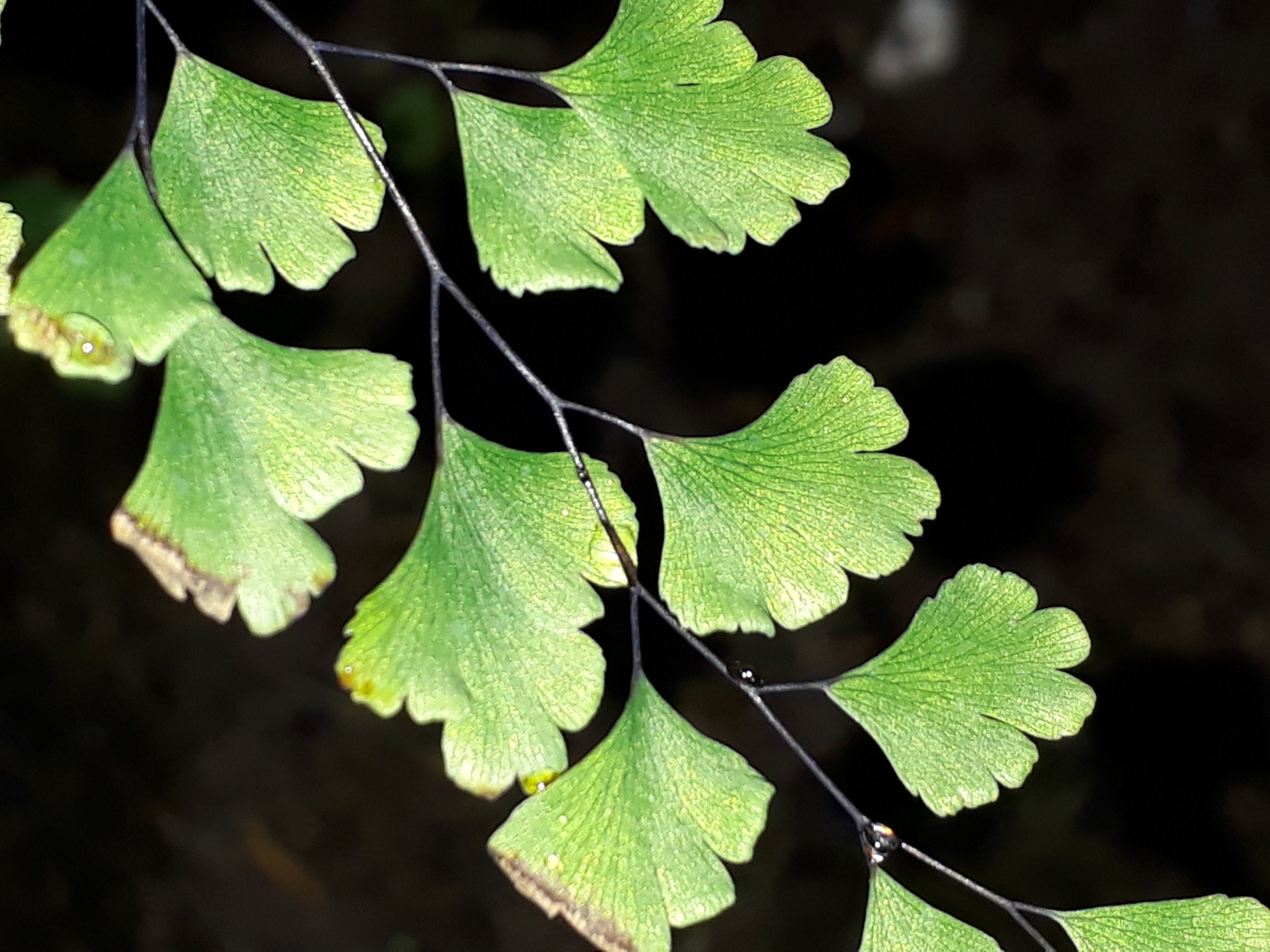 Vittarioideae