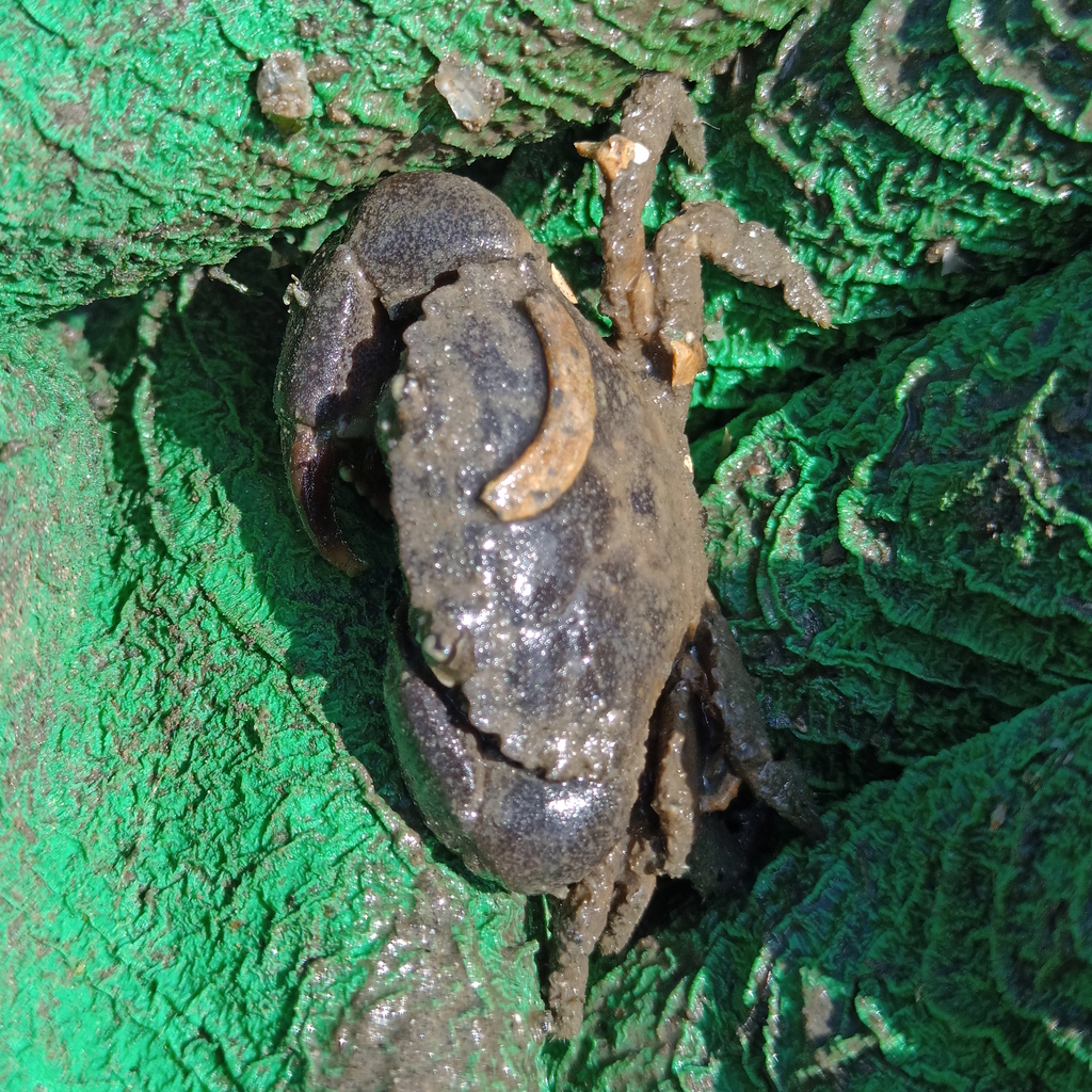 Panopeus austrobesus